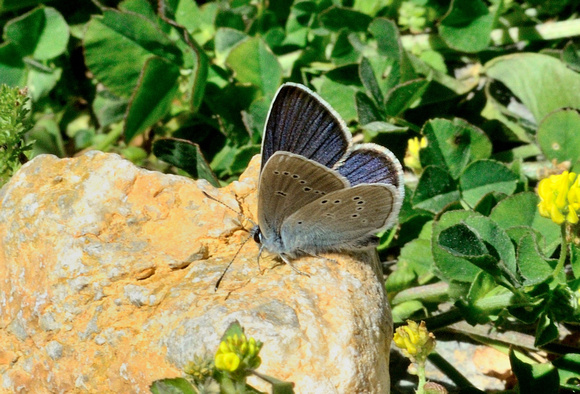 Mazarine Blue (Cyaniris semiargus)Pyrénées-Orientales,France.