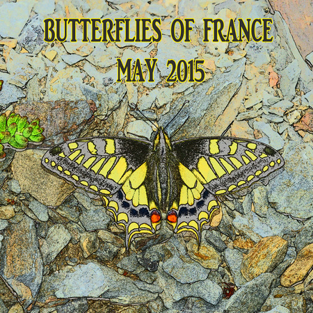 Butterfies of France May 2015.