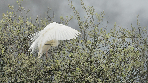 Great White Egret, (Ardea alba) Westhay Moor,Somerset.