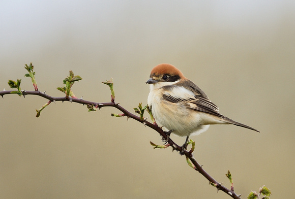 Woodchat Shrike (Lanius senator) North Widcombe,Nr Blagdon Lakes,North Somerset.