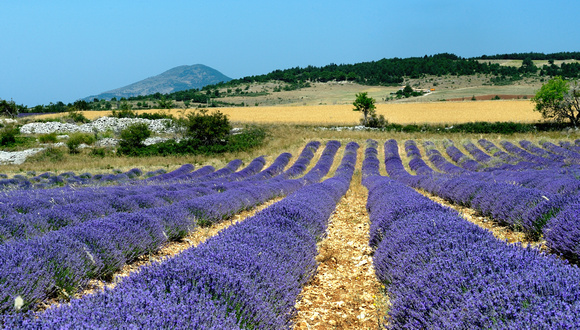 Lavender fields,Revest-de-Brion, Alpes-de-Haute-Provence,France.