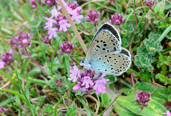 Female Large Blue Laying eggs. (Maculinea arion) NT, Collards Hill,Somerset.