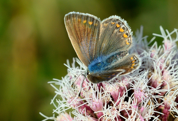 Female Common blue.  Polyommatus icarus   Hatch Hill,Somerset.