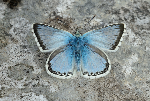 Chalkhill Blue (Lysandra coridon) Draycott Sleights