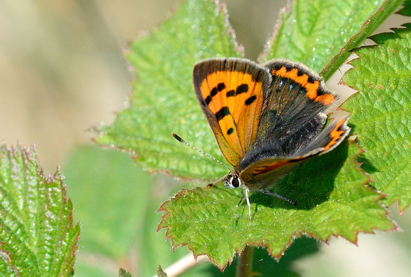 Small Copper. (Lycaena  phlaeas),Priddy mineries.