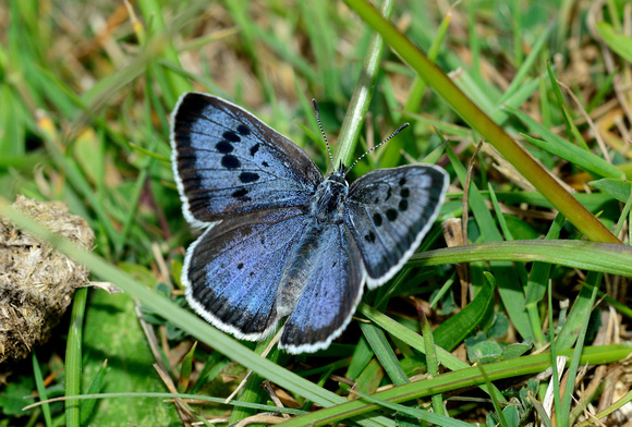 Female Large Blue (Maculinea arion) NT, Collards Hill,Somerset.