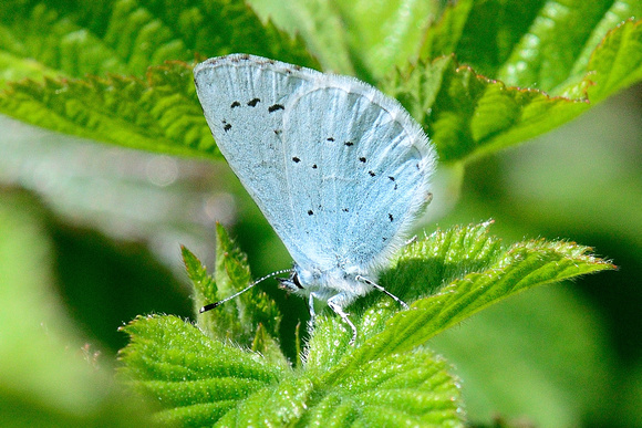 Male Holly Blue (Celastrina argiolus)