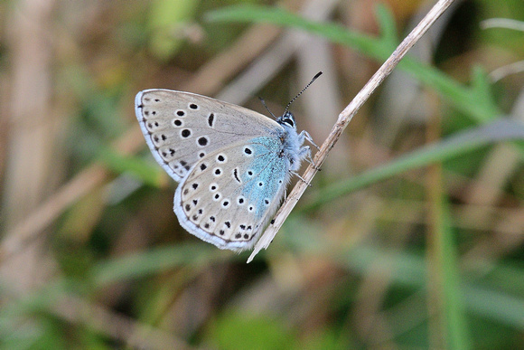 Large Blue (Maculinea arion)  Somerset.