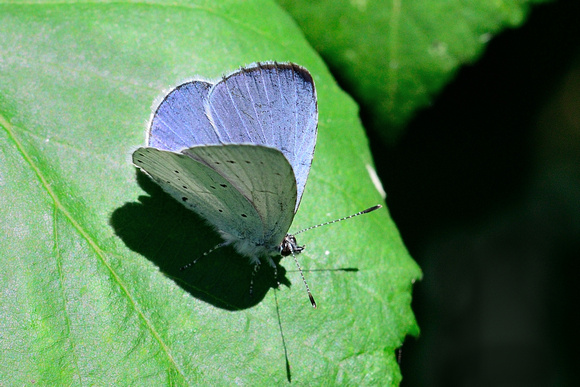 Female Holly Blue (Celastrina argiolus)