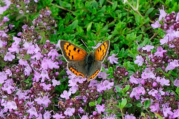 Small Copper. (Lycaena  phlaeas),Priddy mineries.