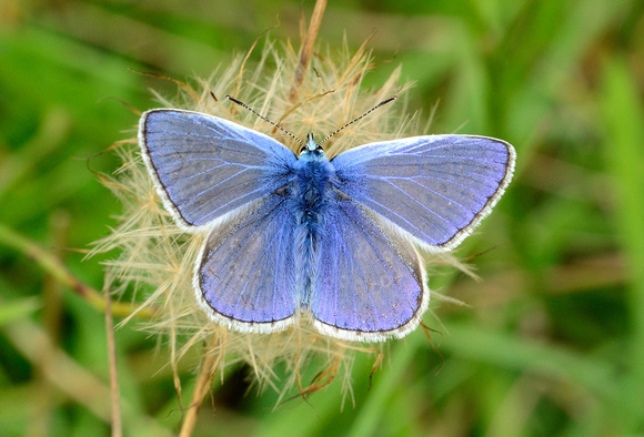 Common Blue (Polyommatus icarus) Draycott Sleights,Somerset.
