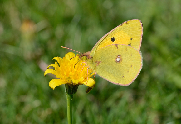 Clouded Yellow (Colias crocea)  The Grange field. Wedmore ,Somerset.