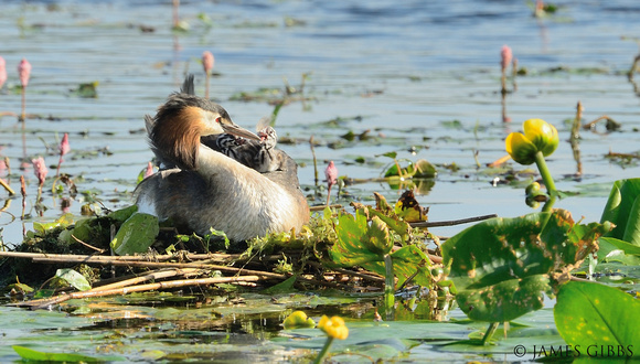Mother Grebe feeds her chick with a feather.yummy yummy mummy.
