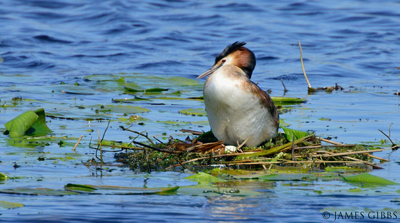 Great Crested Grebe (Podiceps cristatus) Westhay NNR, Somerset.