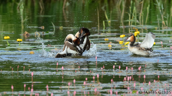 Great Crested Grebe (Podiceps cristatus) Shapwick Moor NNR, Somerset.