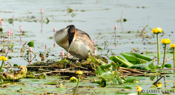 Great Crested Grebe (Podiceps cristatus) Westhay NNR, Somerset.