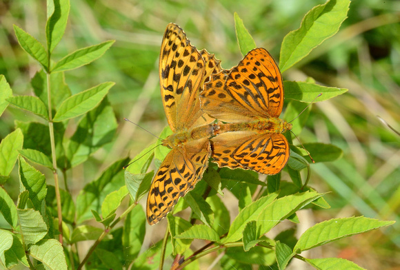 Silver-washed Fritillary. Argynnis paphia.Alners Gorse,Dorset.