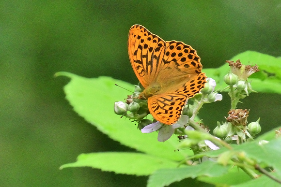 Silver-washed Fritillary. (Argynnis paphia)  The Sweet Track,Shapwick Heath NNR, Somerset.