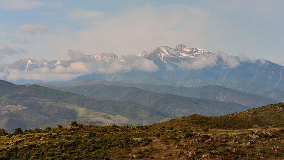 Mt Canigue in the background. Pyrénées-Orientales, France