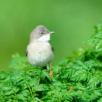 Whitethroat (Sylvia communis)