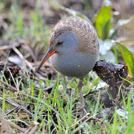 Water Rail.Greylake RSPB