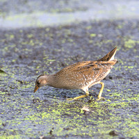 Spotted crake (Porzana porzana)