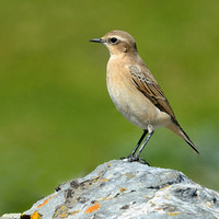 Wheatear