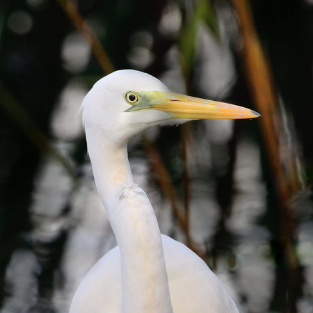 Great White Egret, (Ardea alba) Shapwick Heath, Somerset.