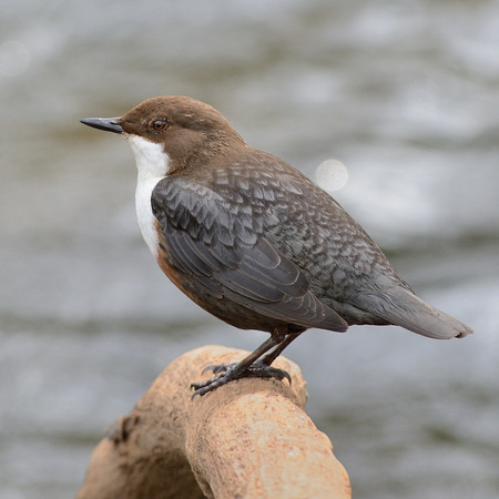 Dipper (Cinclus cinclus) North Somerset.