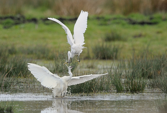 Little Egrets (Egretta garzetta) fighting. Greylake RSPB
