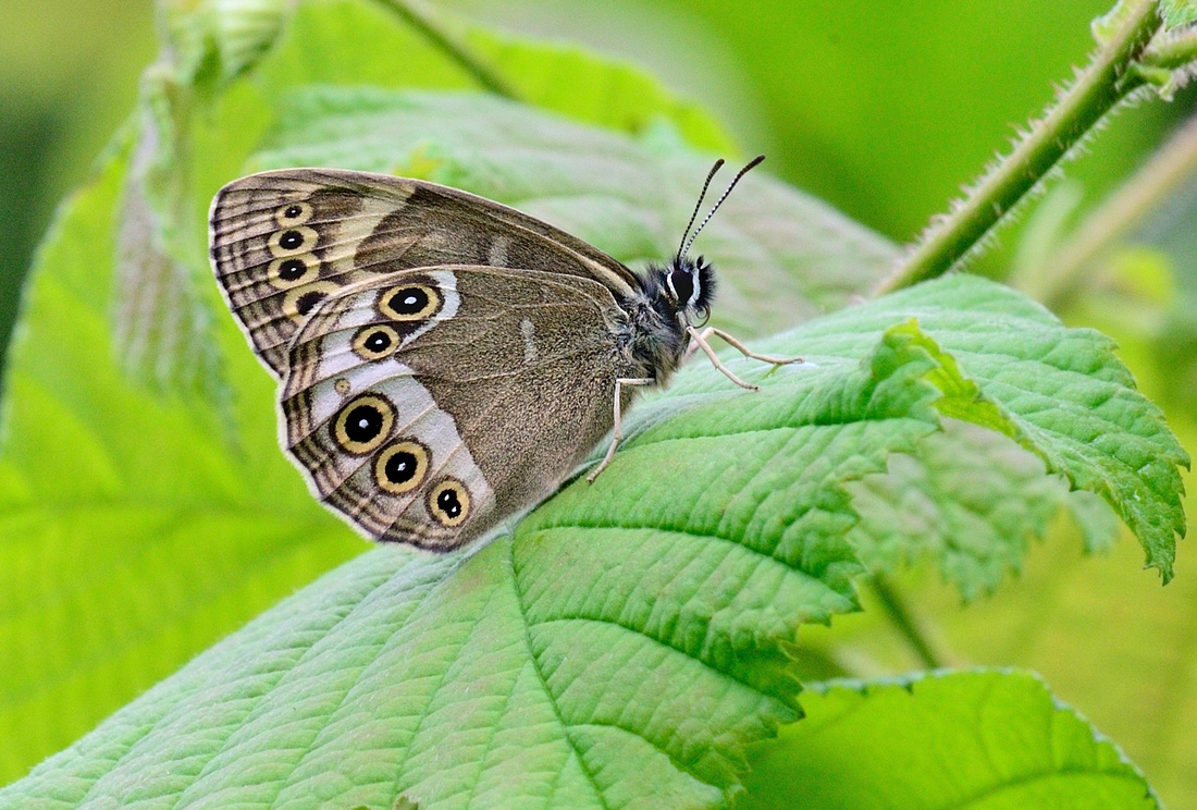 Woodland Brown (Lopinga achine) Tarsul Cote d'Or, France..