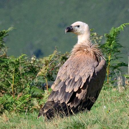 Griffon Vulture (Gyps fulvus)