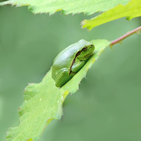 Snakes and more from La Brenne