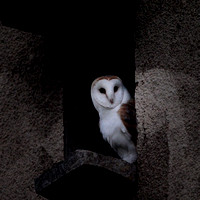 Barn Owl (Tyto alba)