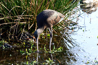 Glossy Ibis (Plegadis falcinellus)