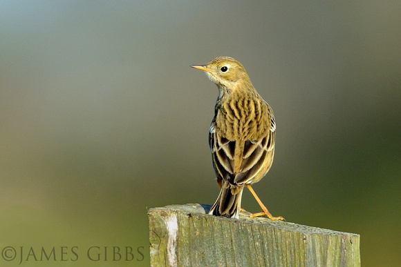 Meadow Pipit (Anthus pratensis) Catcott Lows NNR.