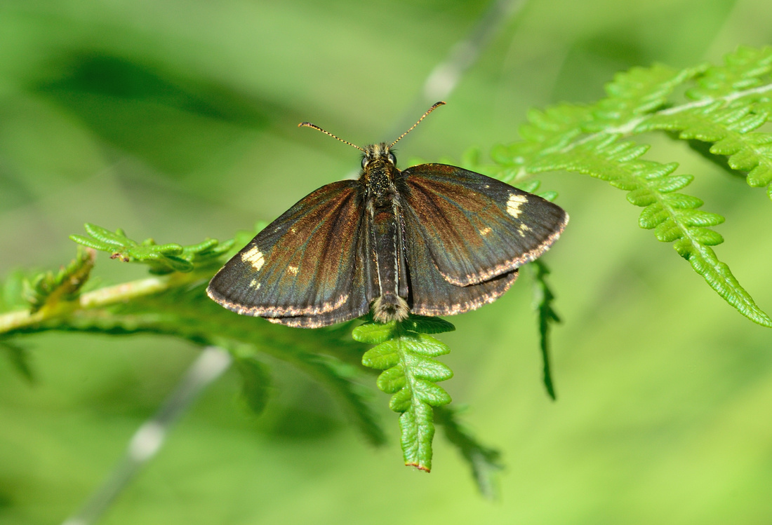 Male Large Chequered Skipper (Heteropterus morpheus) Allier, France