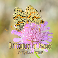 Butterflies of France 2016