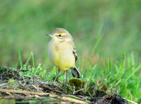 Yellow Wagtail.Motacilla flava